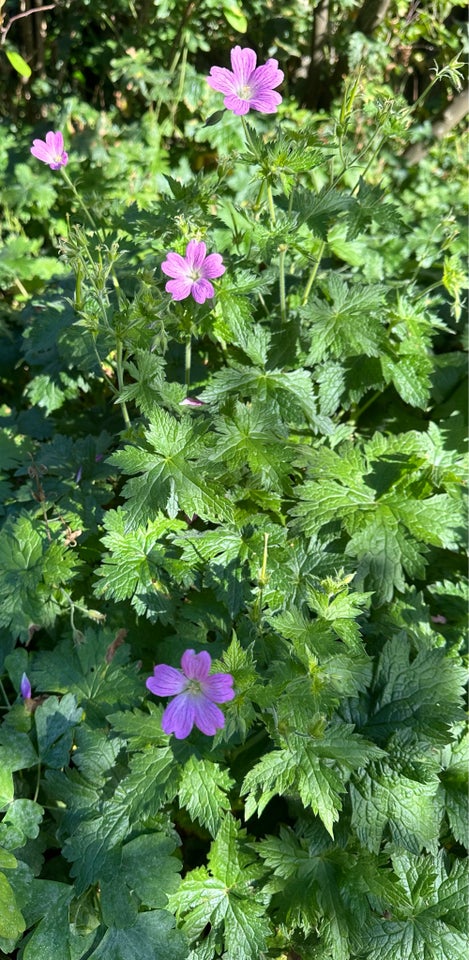 Staude  Geranium / Storkenæb