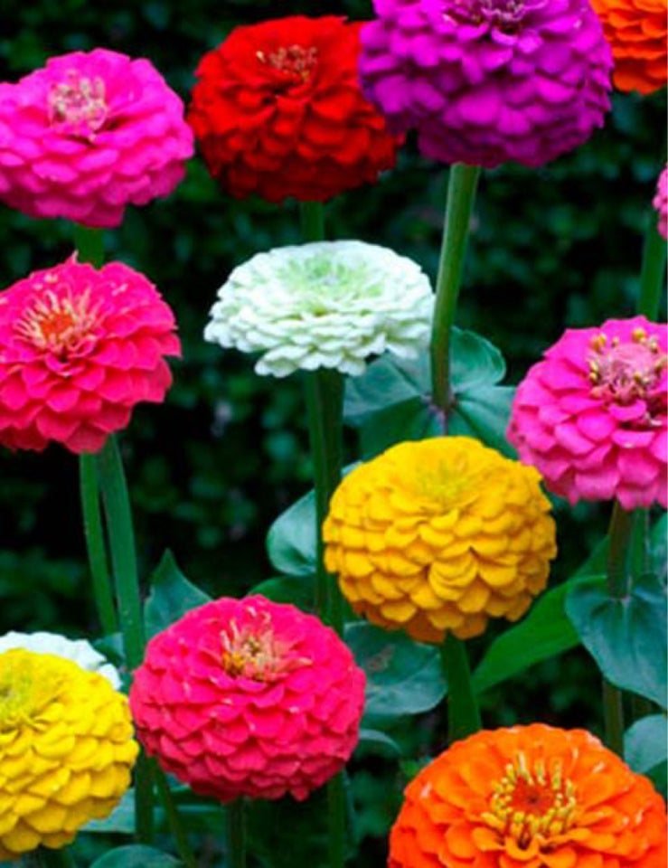 Zinnia - liliput mix -20 frø