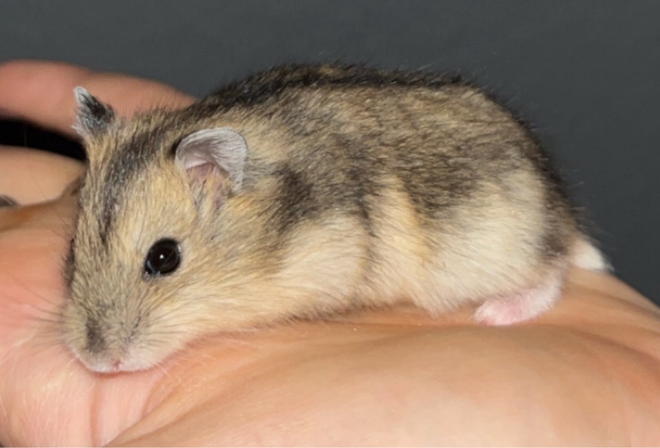 Hamster, Vinterhvid