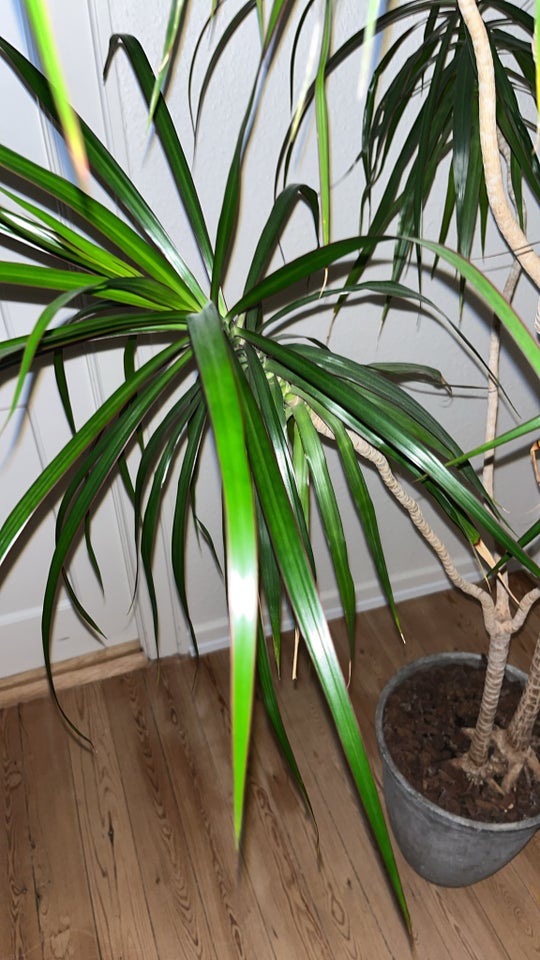 stueplante, Dracaena