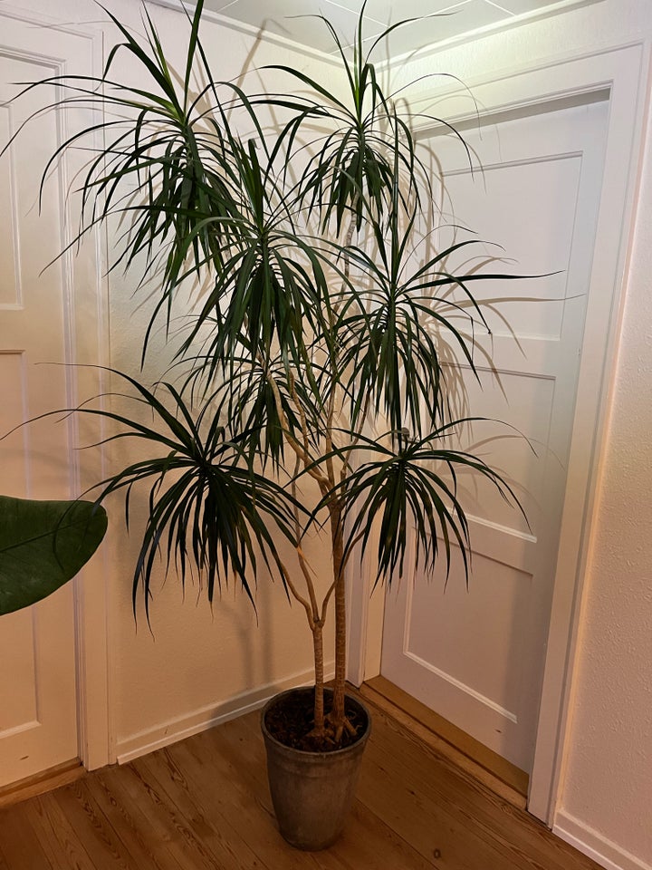 stueplante, Dracaena