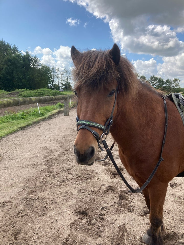 Islænder, vallak, 12 år