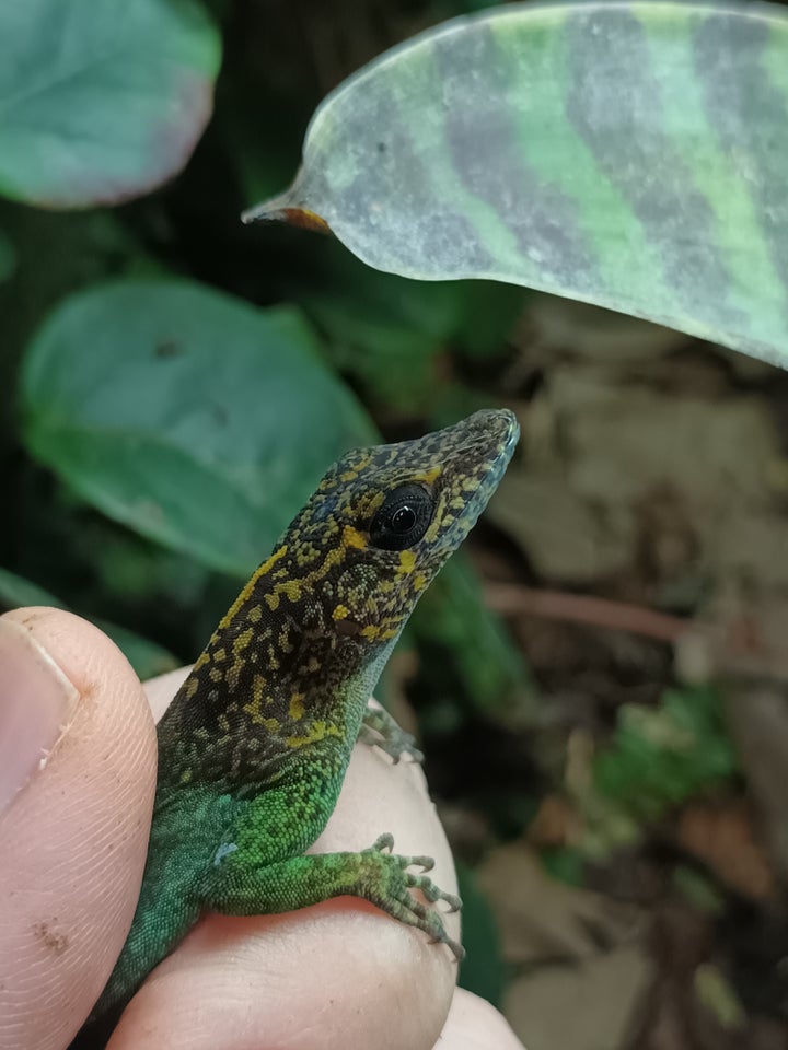 Øgle, Anole