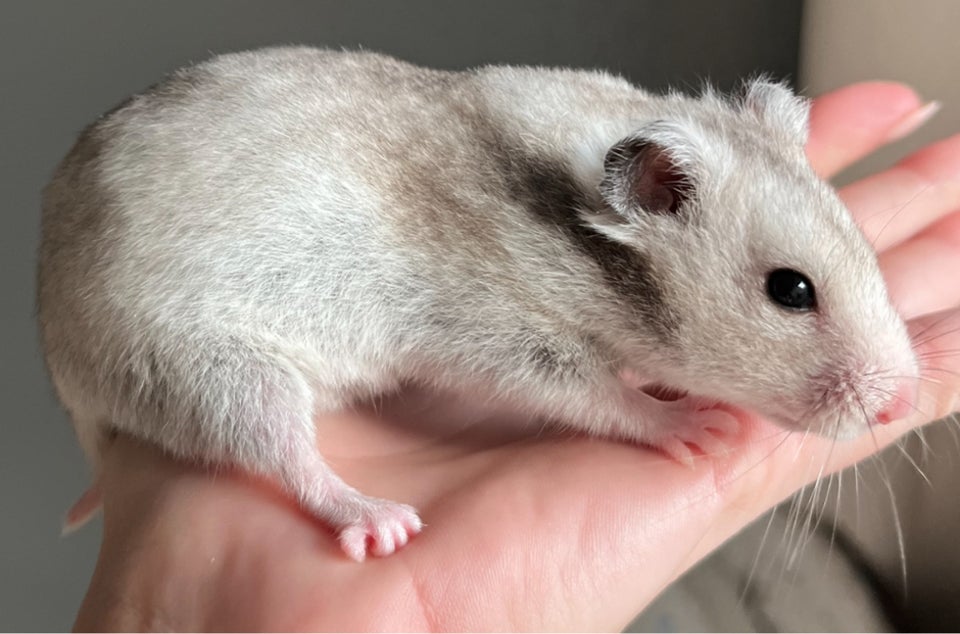 Hamster, Guldhamster, 0 år