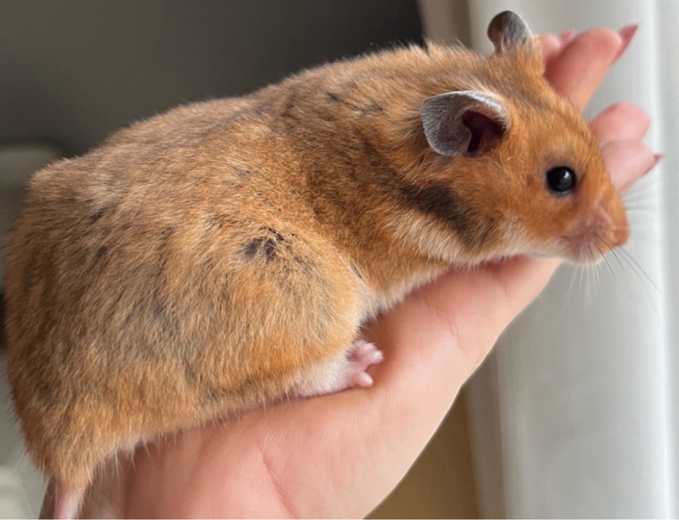 Hamster, Guldhamster, 0 år