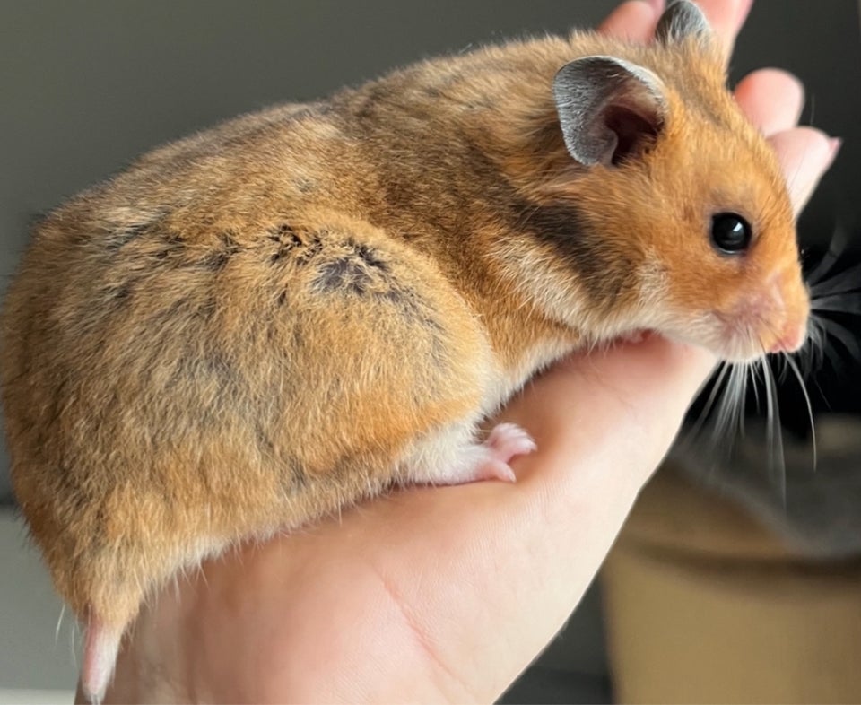 Hamster, Guldhamster, 0 år