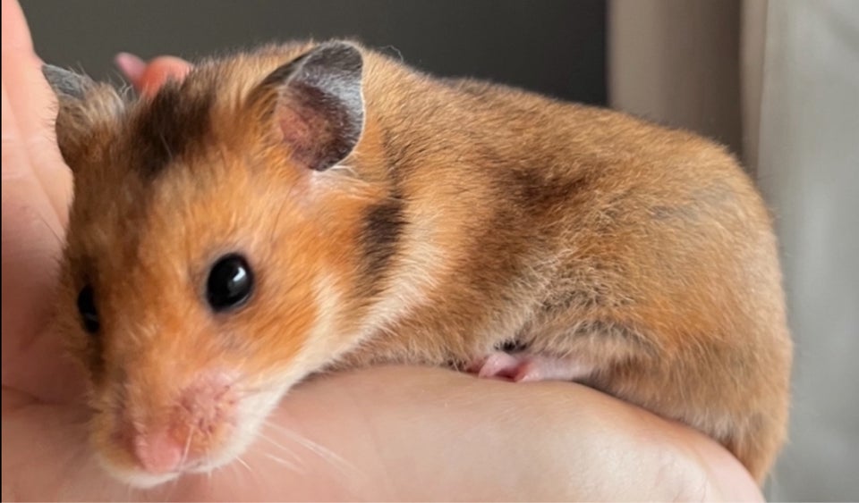 Hamster, Guldhamster, 0 år