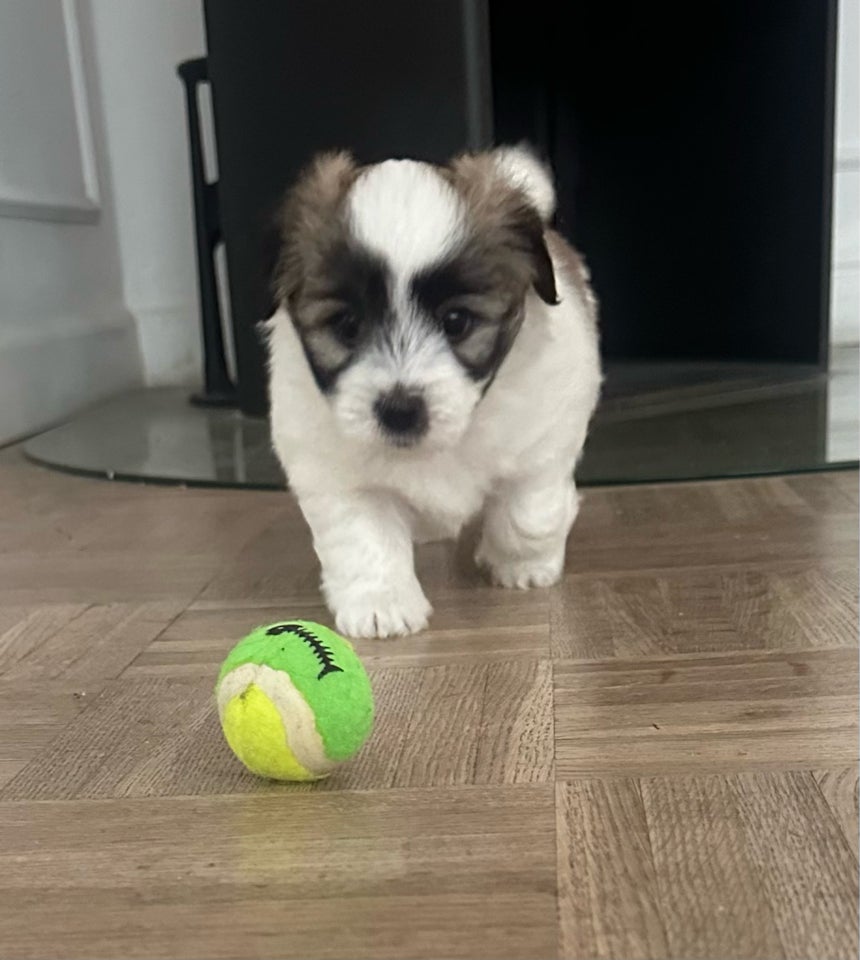 Coton de Tulear hvalpe 5 uger