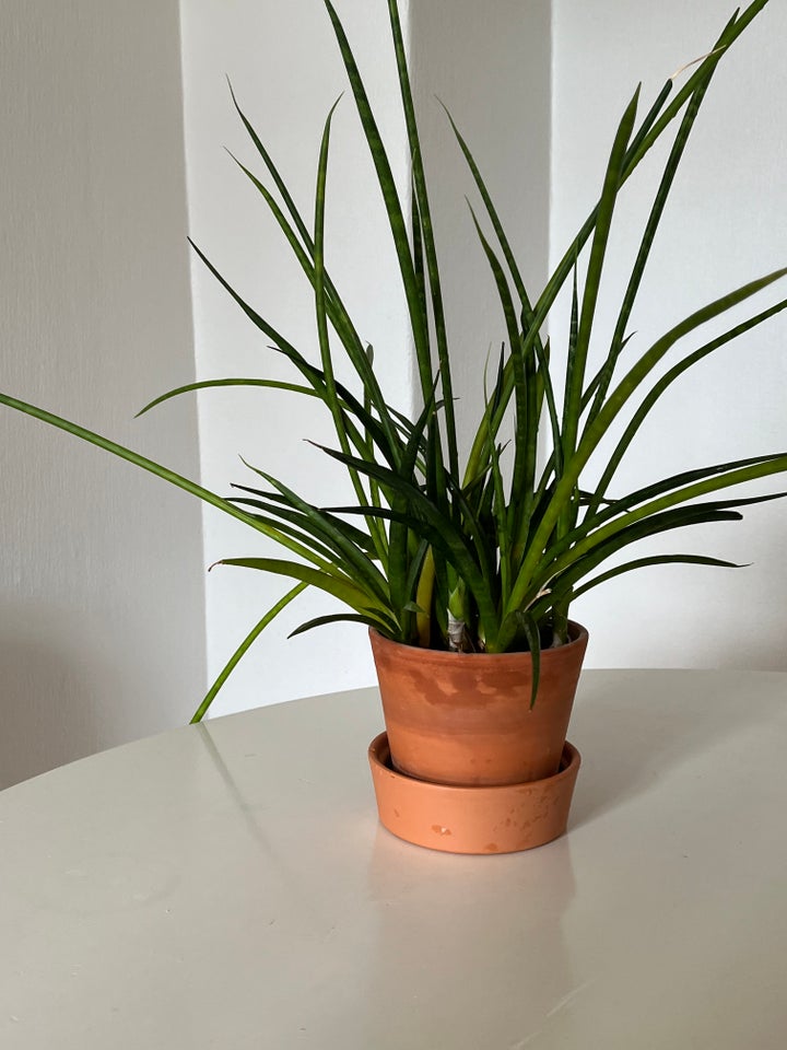 Stueplante m potte Dracaena