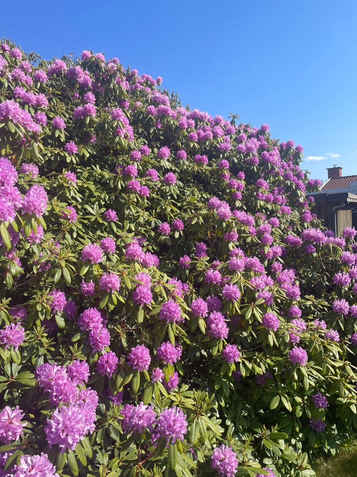 Rhododendron  Rhododendron