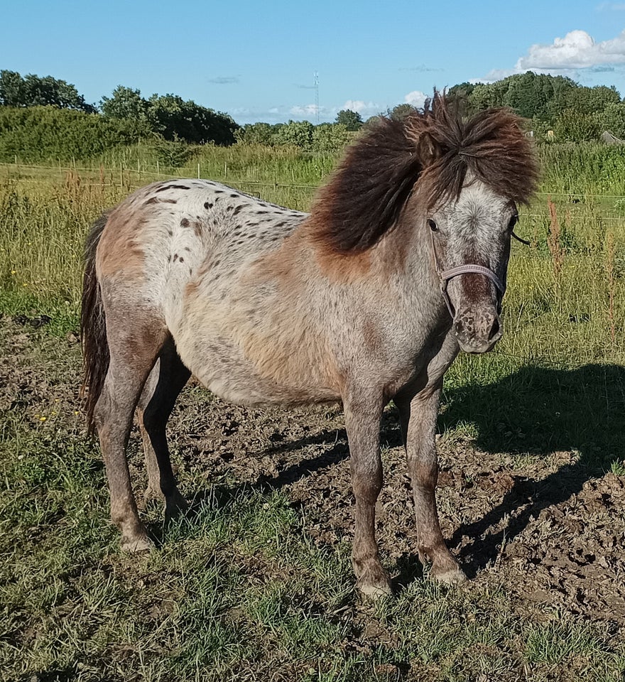 Knabstrupper hingst 1 år