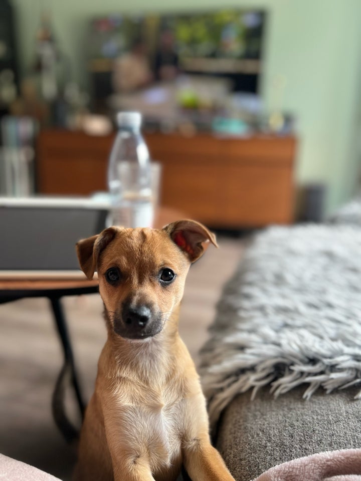 Jack Russel / Chihuahua /