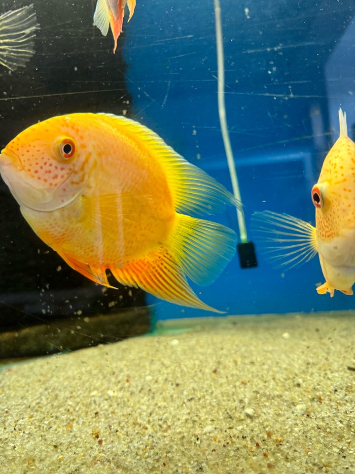 Heros severum Golden , 2 stk.