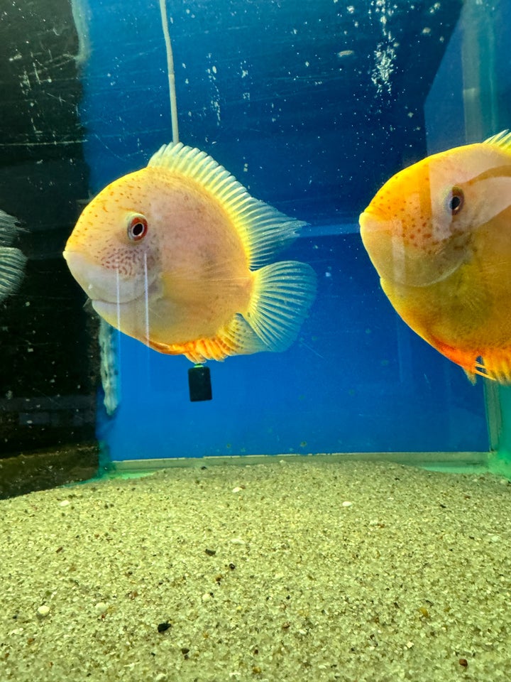 Heros severum Golden , 2 stk.