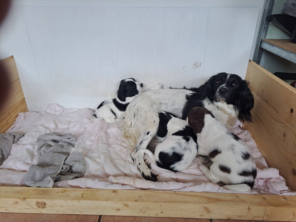 Springer spaniel hvalp sælges