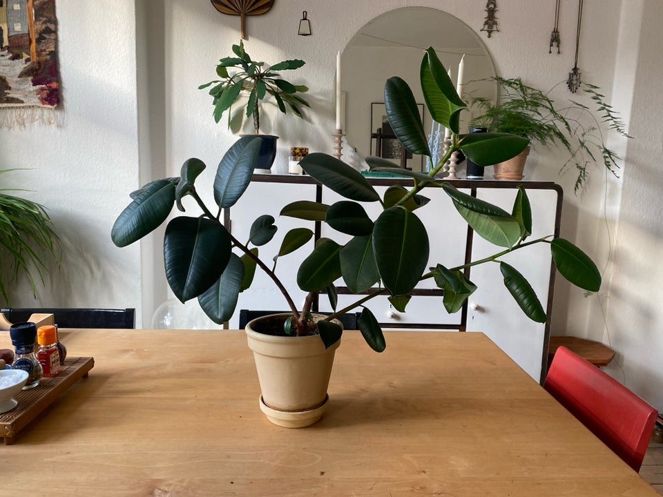 Stueplante / gummitræ / ficus