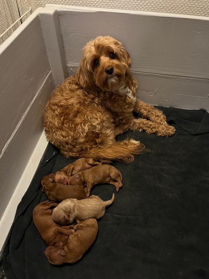 Cavapoo hvalpe