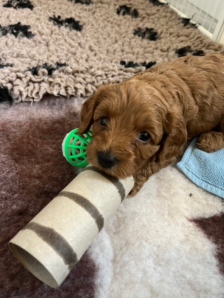 Cavapoo hvalpe