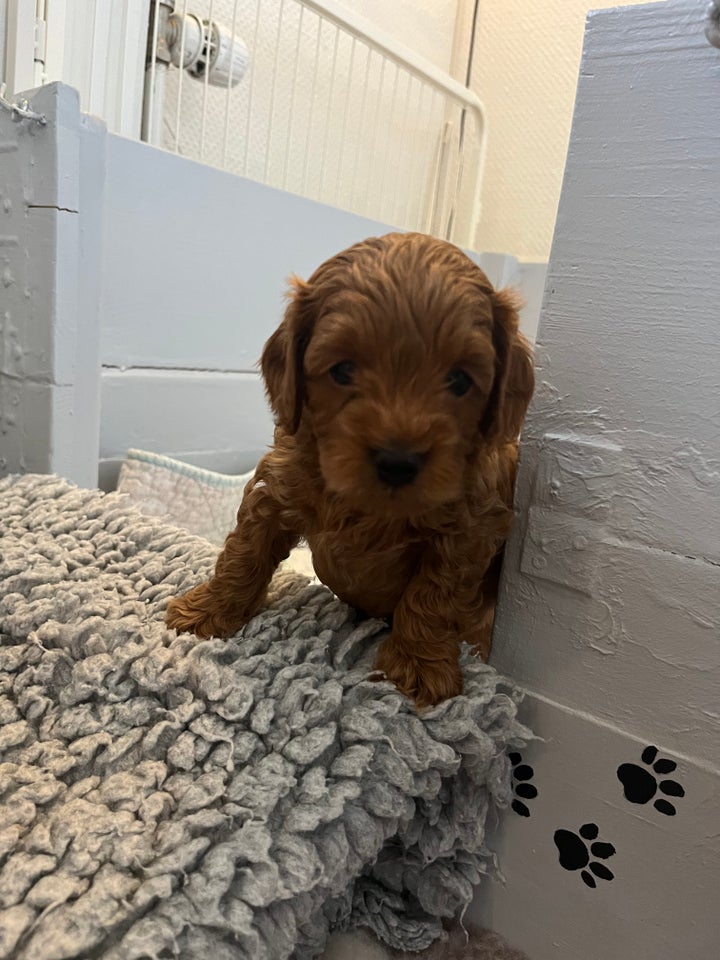 Cavapoo hvalpe