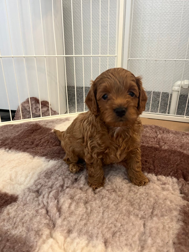 Cavapoo hvalpe