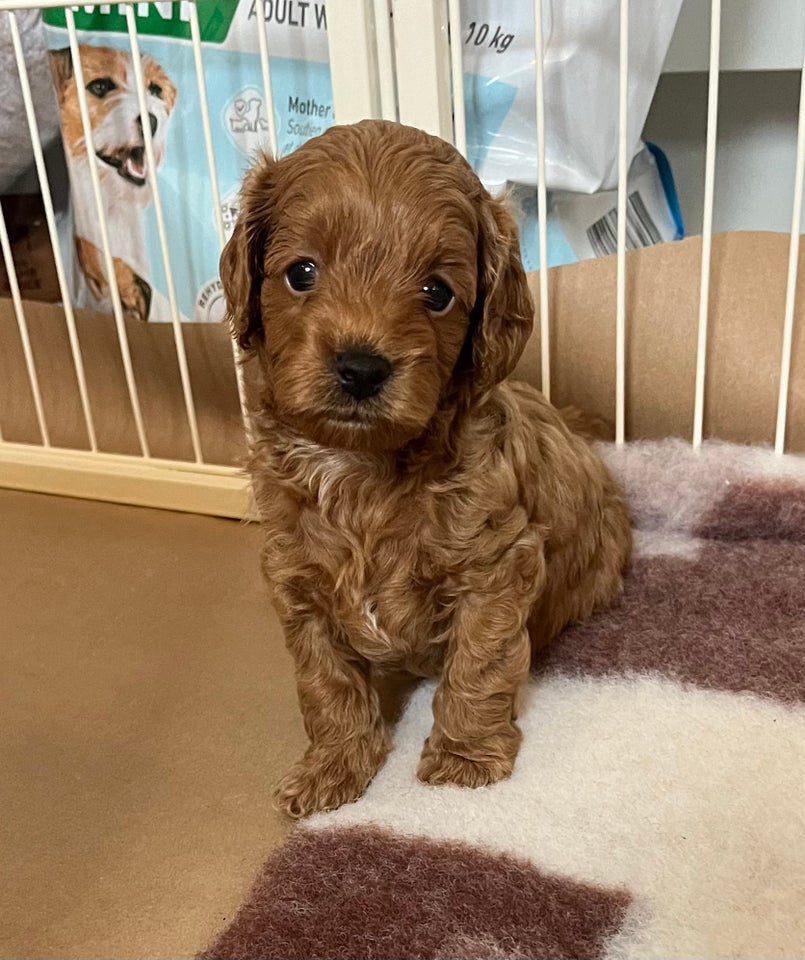 Cavapoo hvalpe