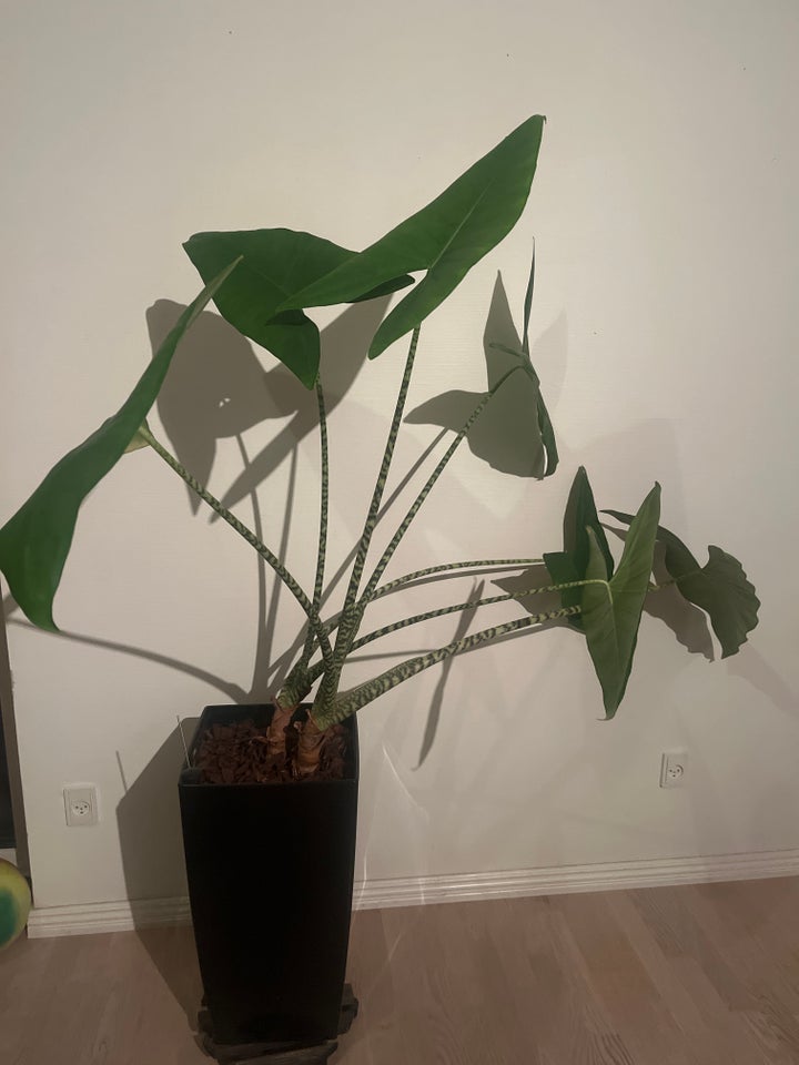 Stue plante, Alocasia Sabrina