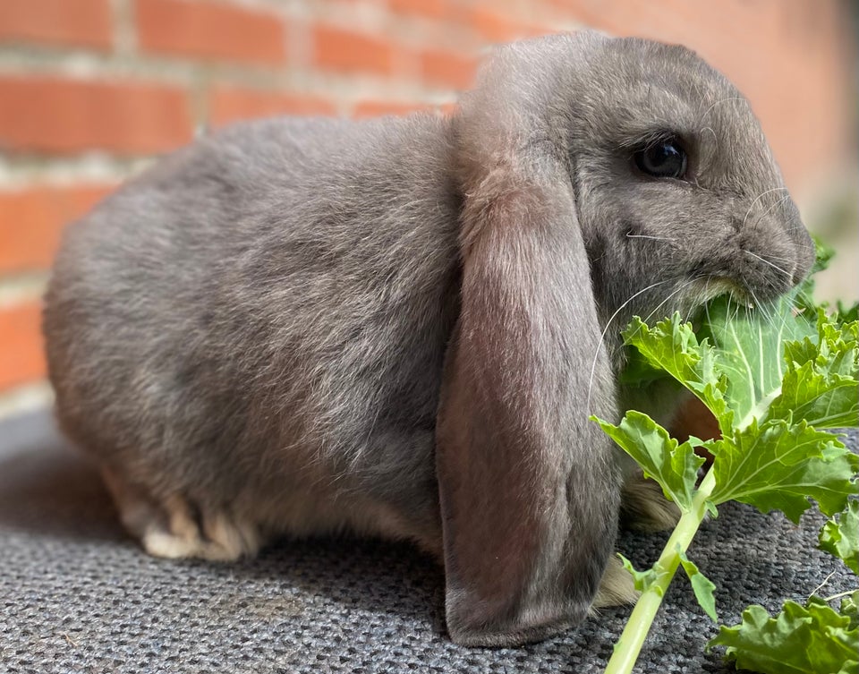 Kanin AVLSKLAR FRANSK VÆDDER HAN