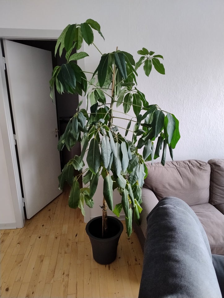 Grøn plante