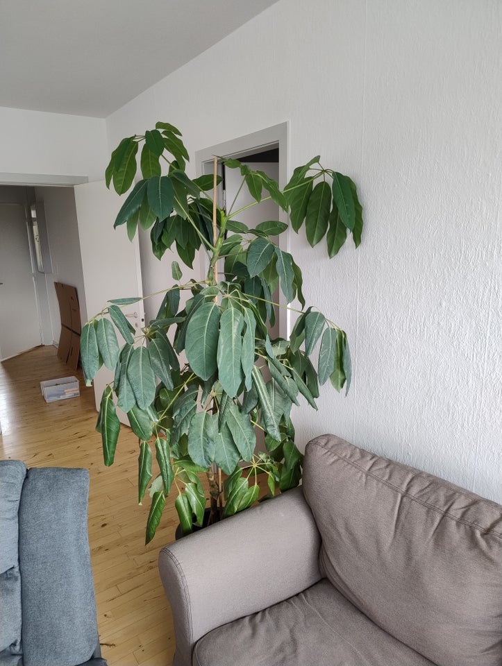 Grøn plante