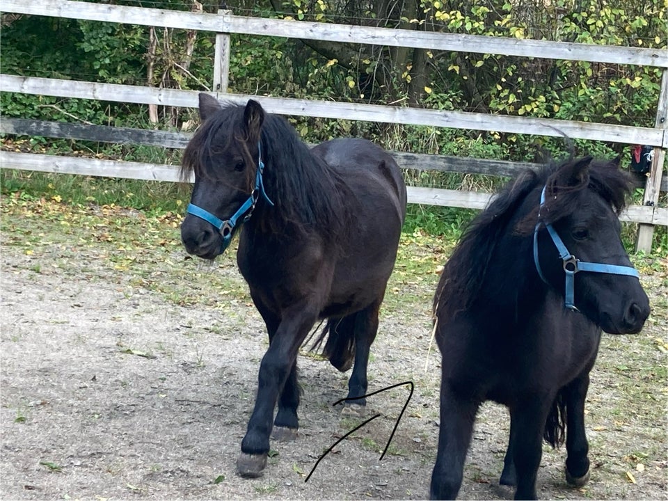 Shetlandspony, vallak, 1 år