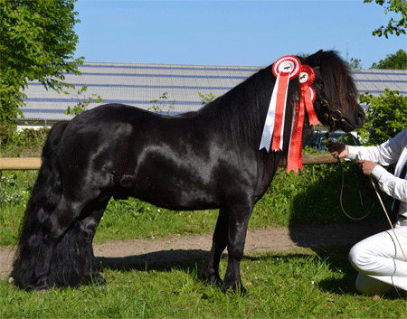 Shetlandspony, vallak, 1 år