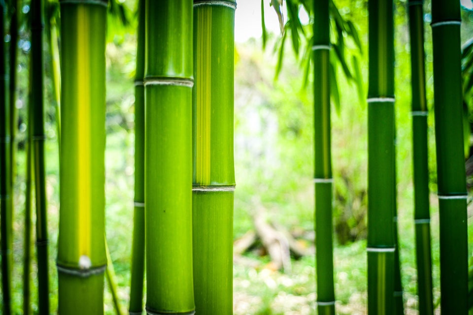 Kæmpe bambus, Phyllostachys vivax