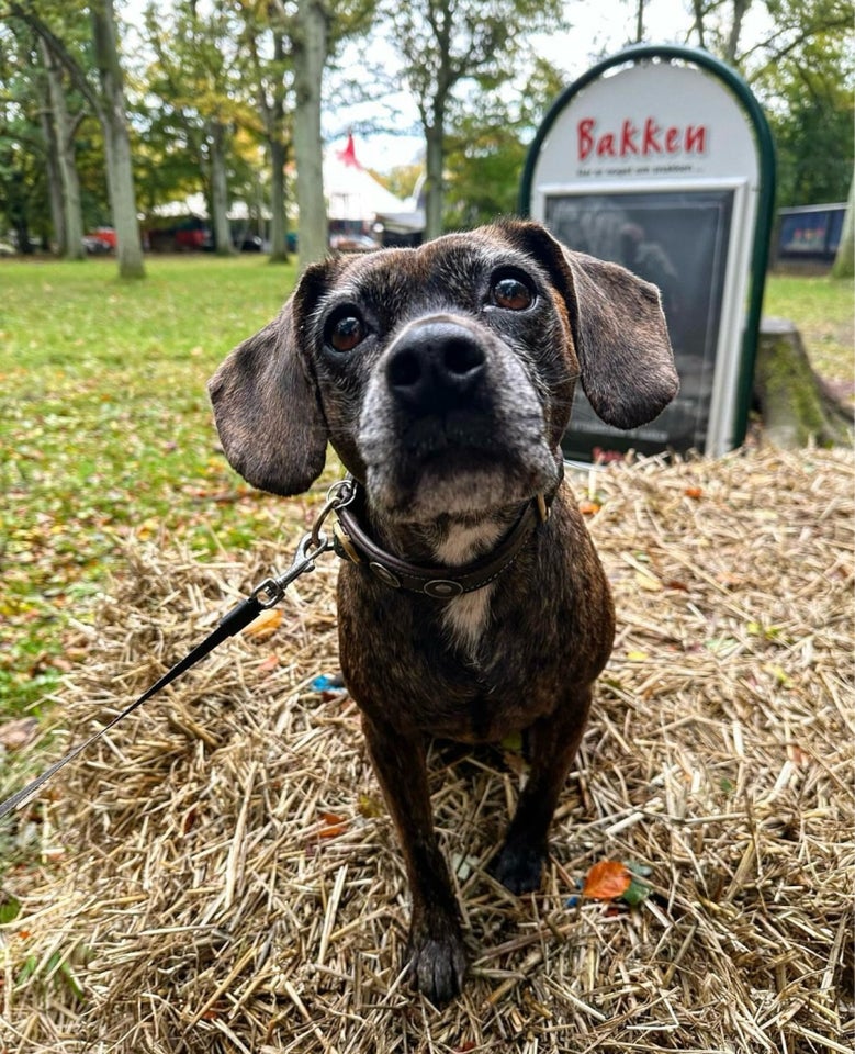 Frengle, hund, 7 år