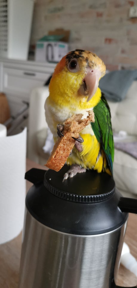 Papegøje, Caique, 3 år