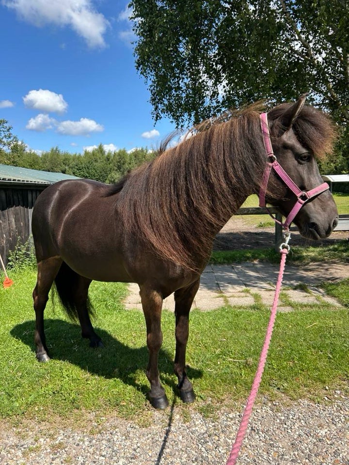 Islænder, hoppe, 8 år