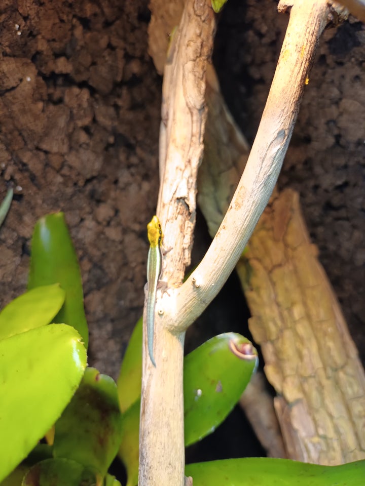 Gekko, Phelsuma klemmeri