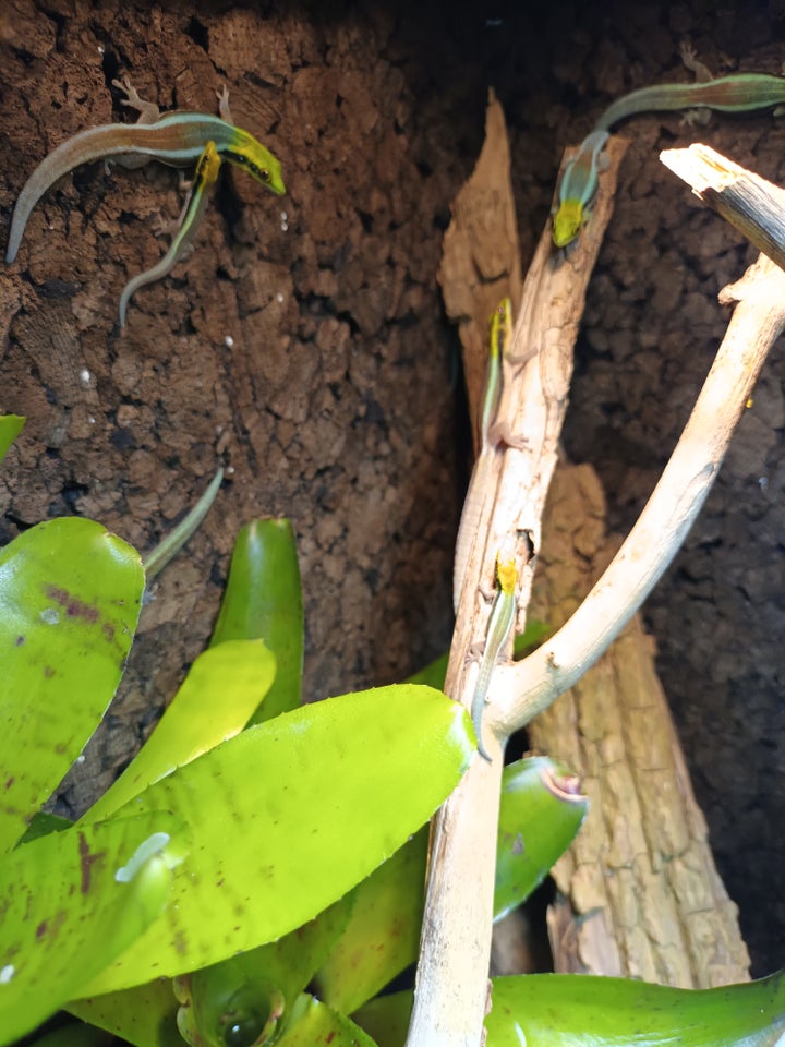 Gekko, Phelsuma klemmeri