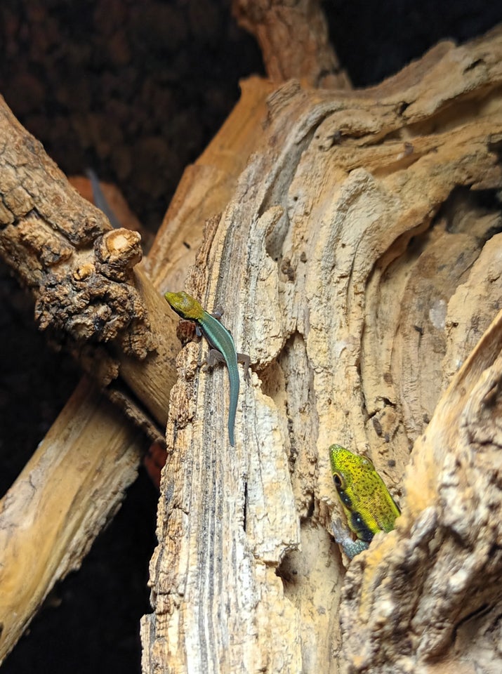 Gekko, Phelsuma klemmeri