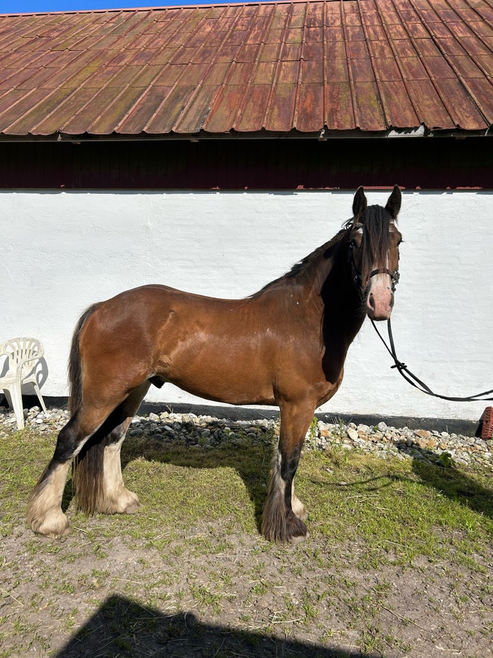 Tinker vallak 3 år