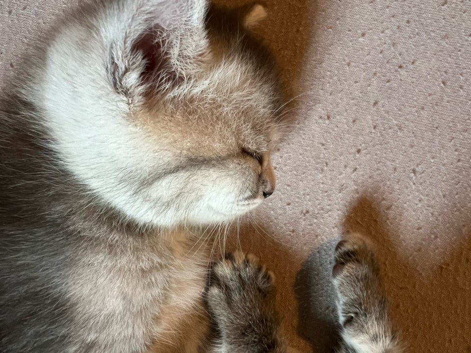 Hankilling British longhair og