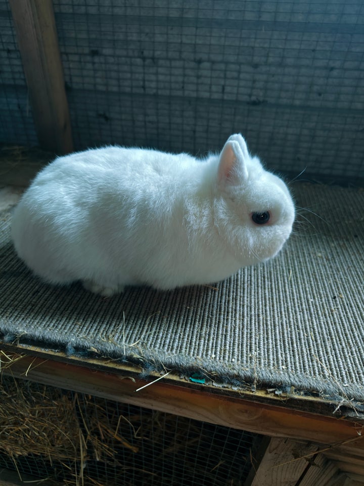 Kanin Hermelin m Stamtavle 3 år