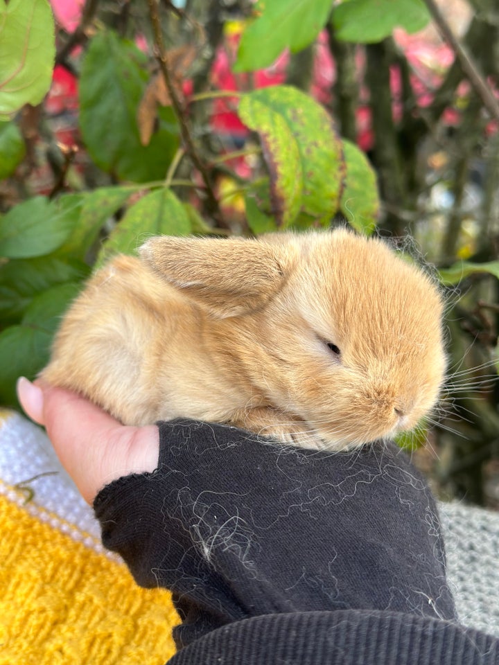 Kanin, Ægte Minilop , 0 år