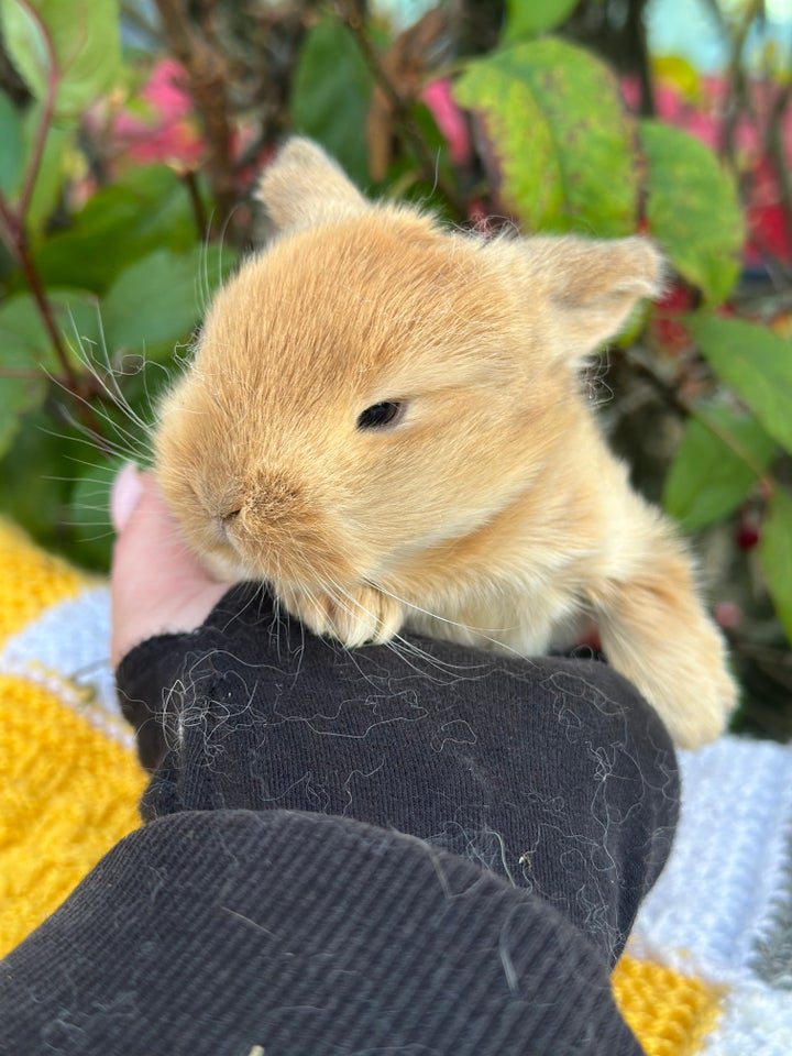 Kanin, Ægte Minilop , 0 år