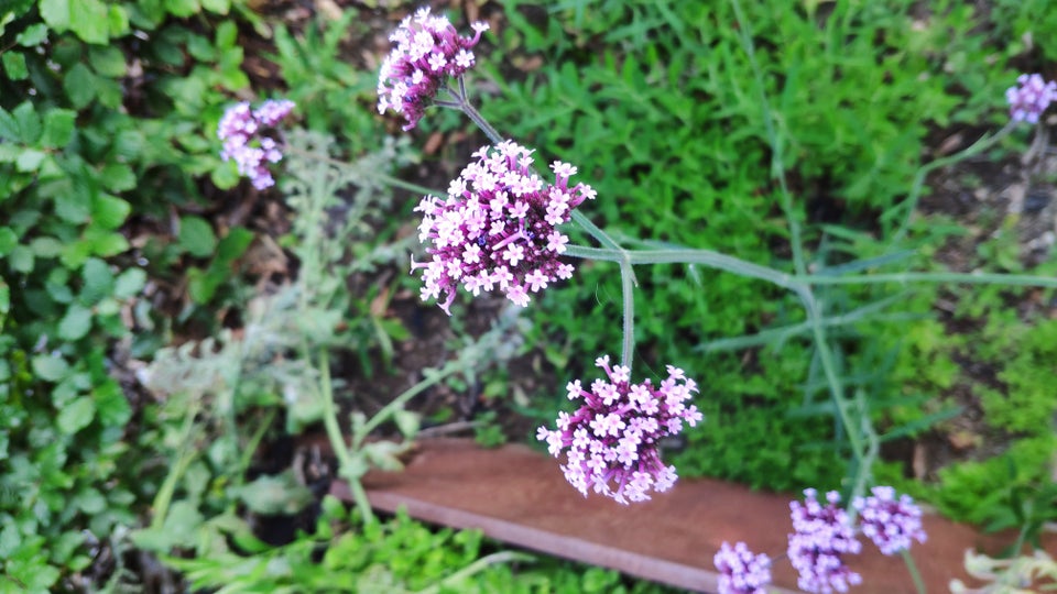 Staude Verbena jernurt