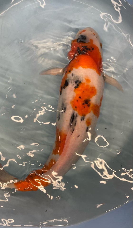 Japansk koi, 1 stk.