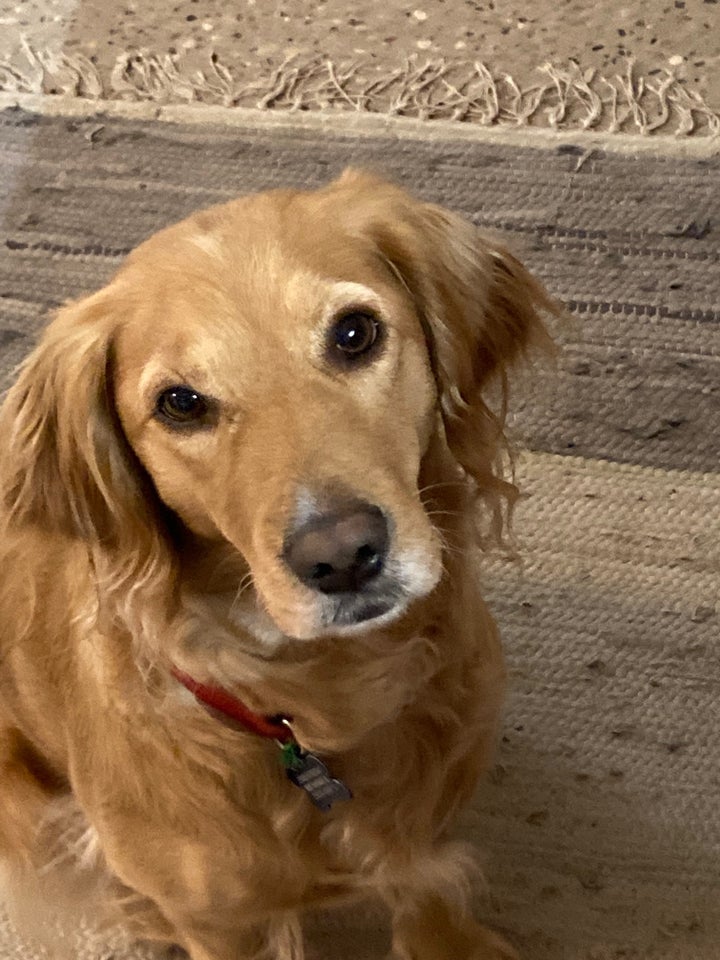 Cockerpoo / Labrador / Lagotto