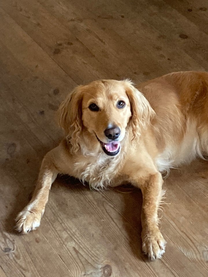 Cockerpoo / Labrador / Lagotto