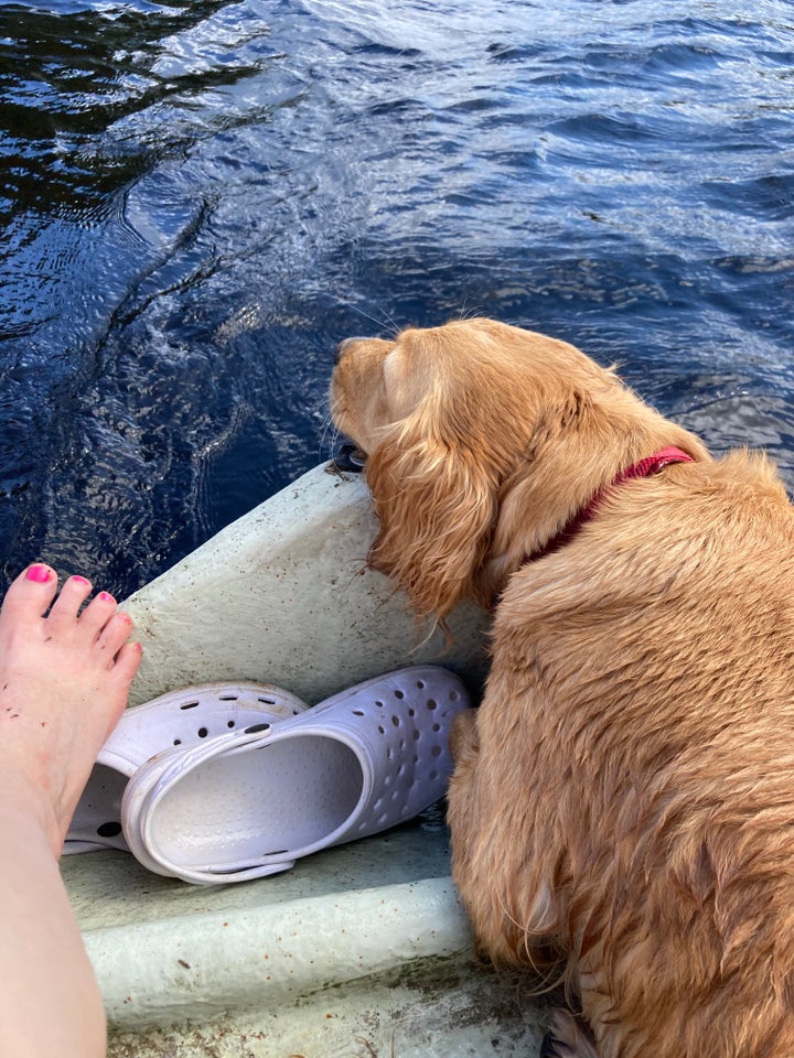 Cockerpoo / Labrador / Lagotto