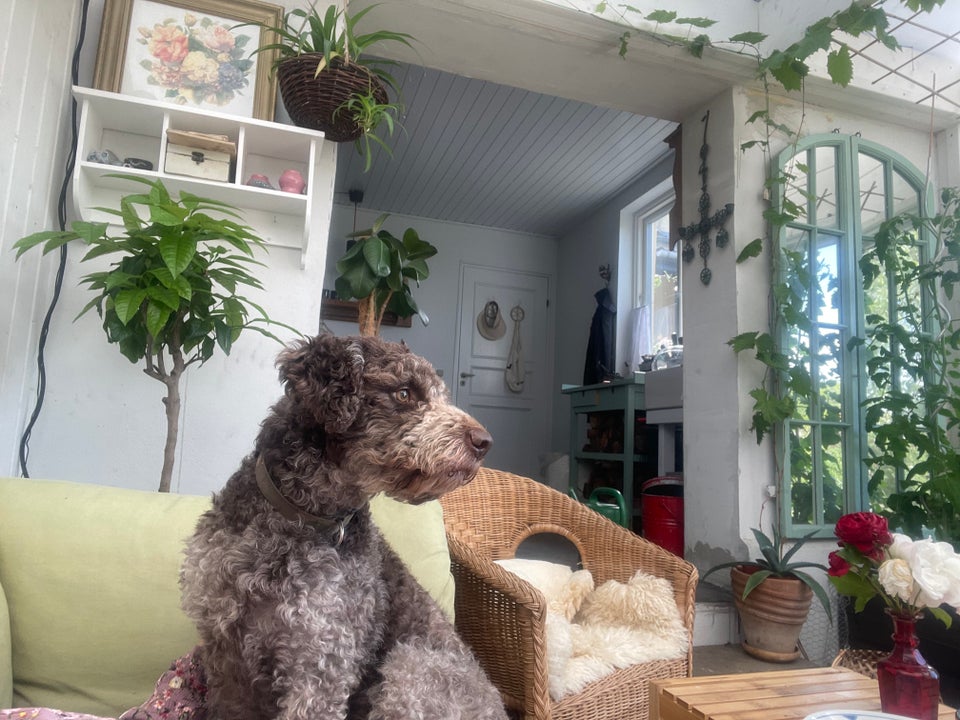 Cockerpoo / Labrador / Lagotto