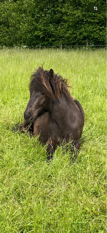 Islænder, vallak, 3 år